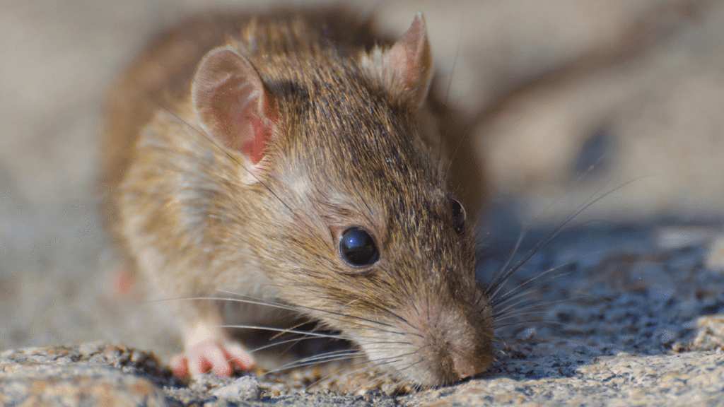 hantavirus ratón